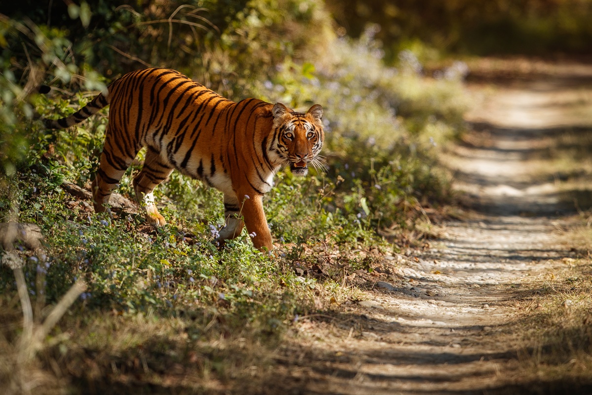Bengal Tiger Spotted During Bardiya National Park Tour