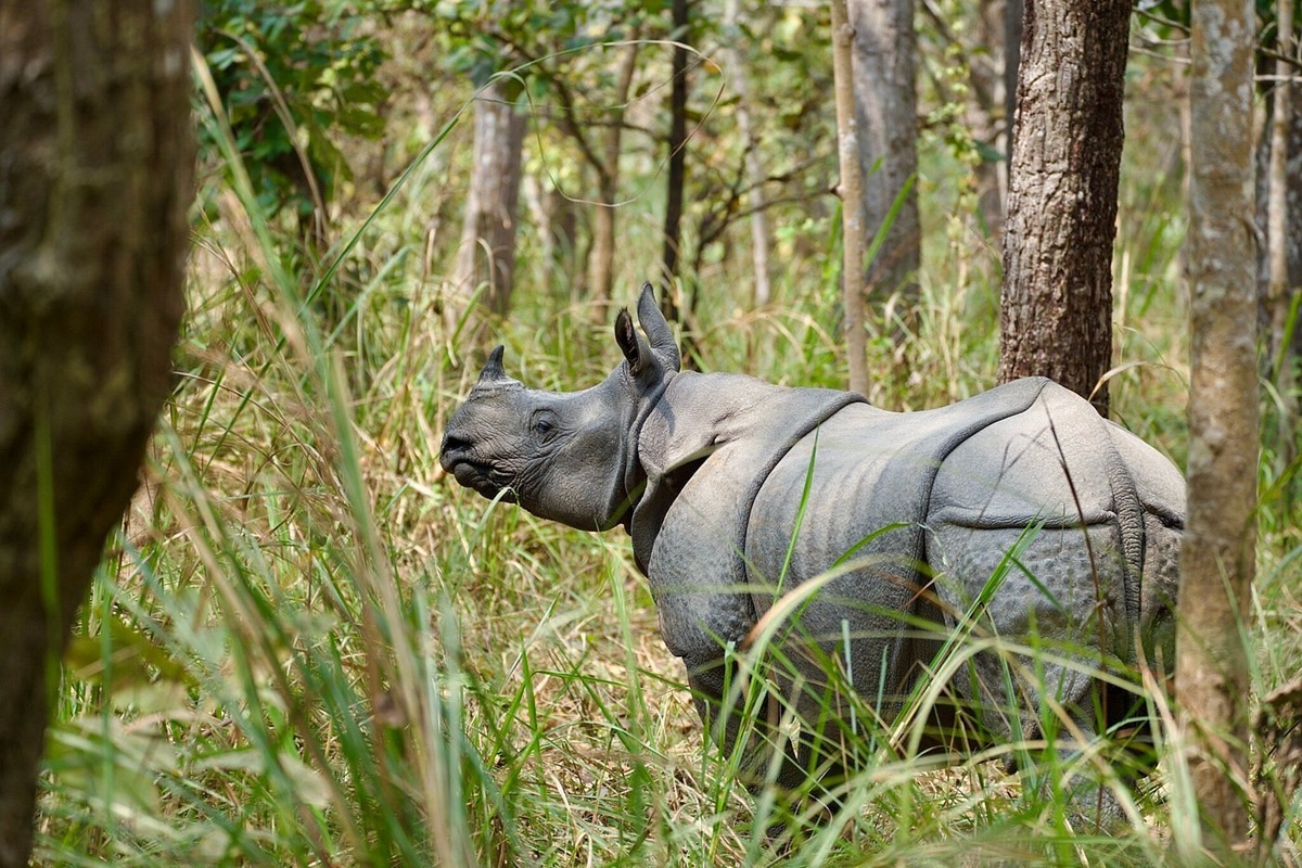 One horned Rhino