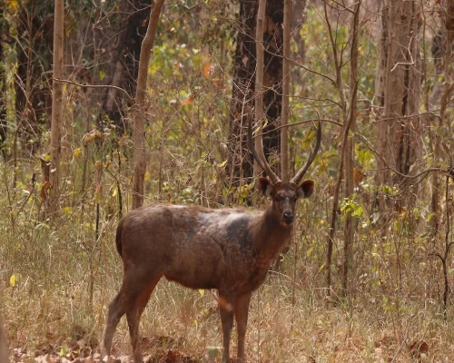 Deer In Chitwan Safari