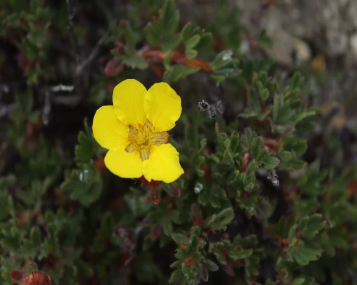 Dingboche Flowers.JPG