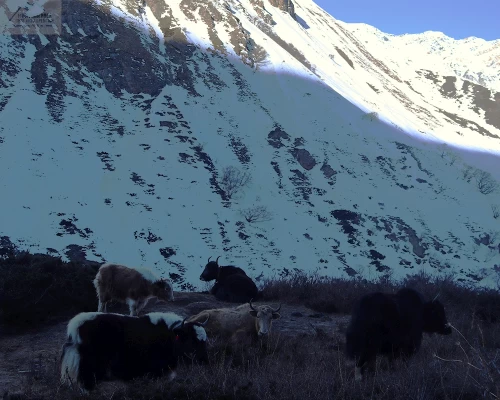 Grazing Yaks