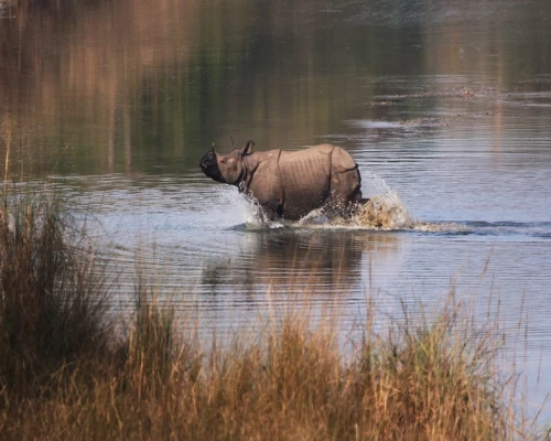 One Horn Rahino In Bardiya.JPG