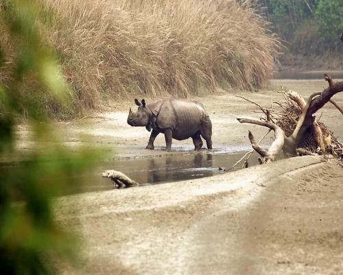 Rahino In Chitwan National Park.JPG