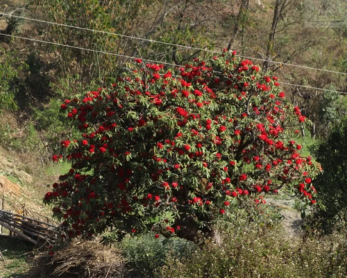 Rhododendron