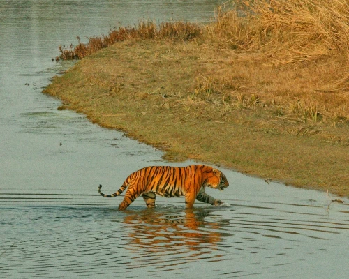 Tiger In Bardiya National Park